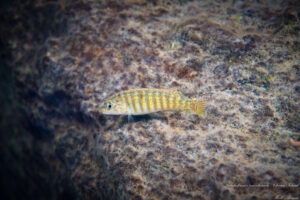 Labidochromis maculicauda